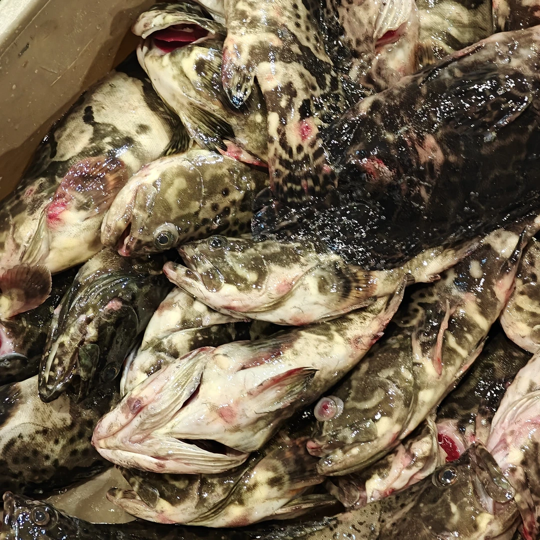 【缺氧龙胆鱼】4.6-5.2斤缺氧龙胆鱼-限福建省内可拍