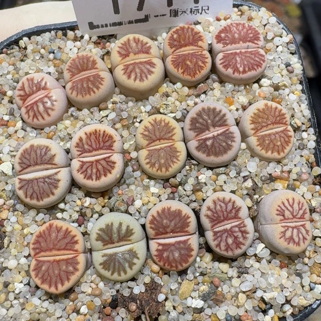 zzzx生石花肉锥1711丝丝菊