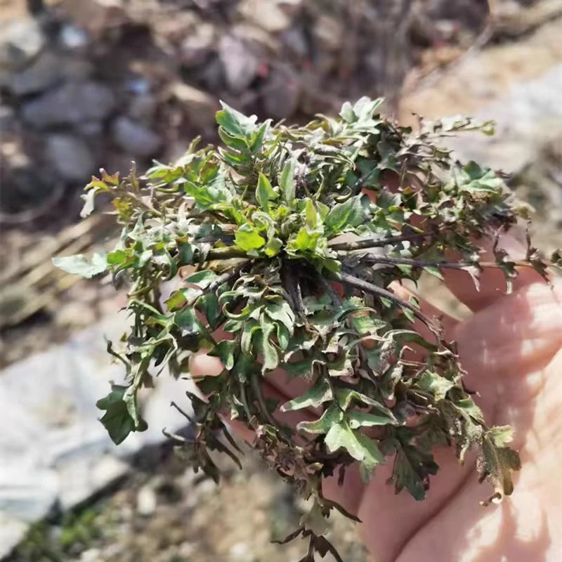 沂蒙山秋荠菜现挖小荠菜 野生现挖现发野生荠菜野生带根