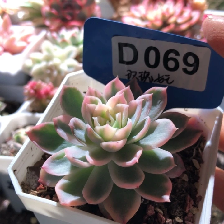 玫瑰女王覆轮锦有根