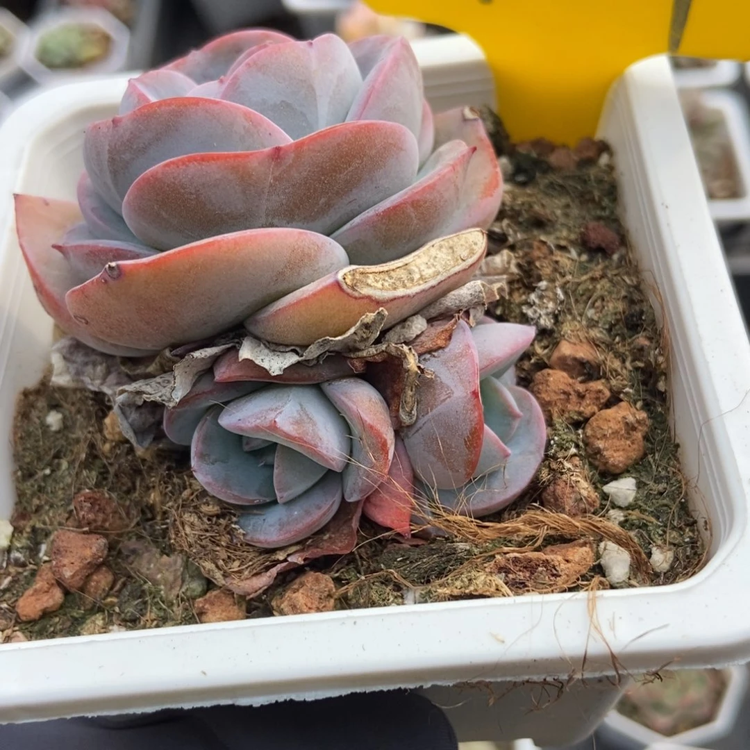 937布鲁蓝多肉植物保护