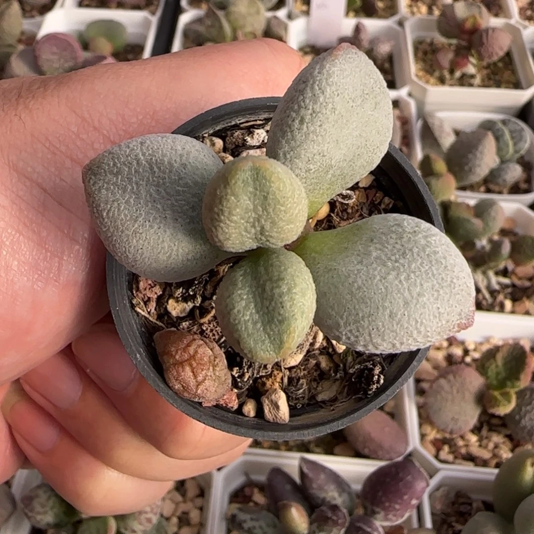 奶糖水泡多肉植物水泡