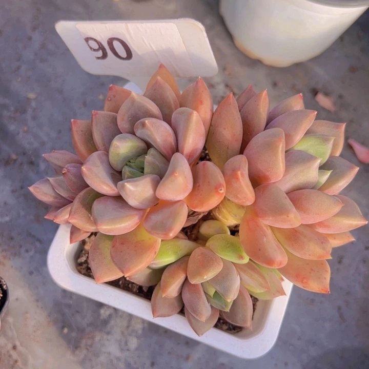 健健康康平平安安