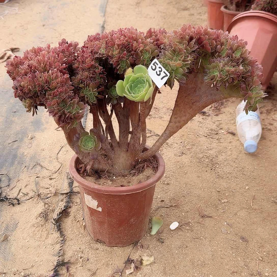 537火玫瑰朵朵一颗呀呀