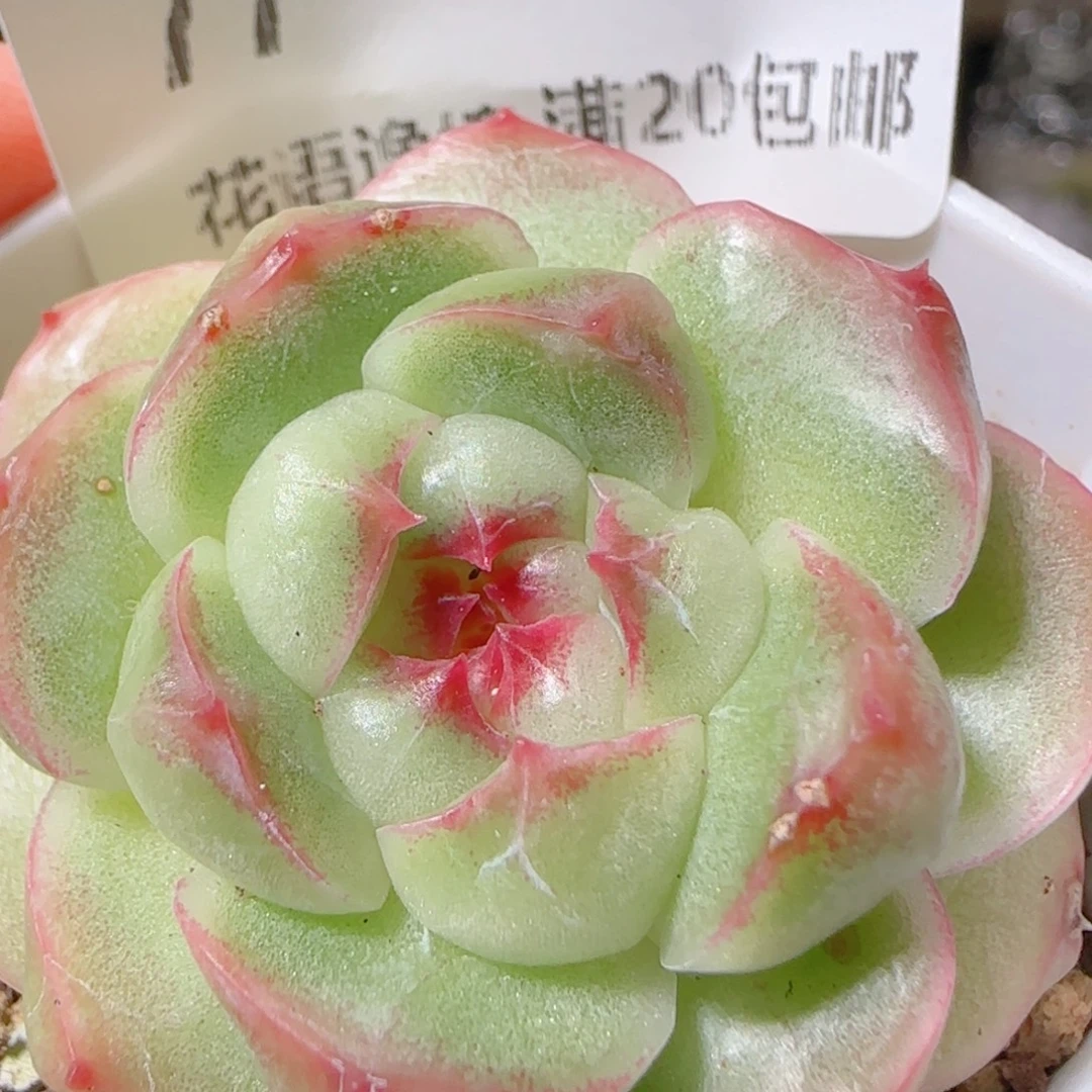 花语逸镜1102-77钻石珍妮