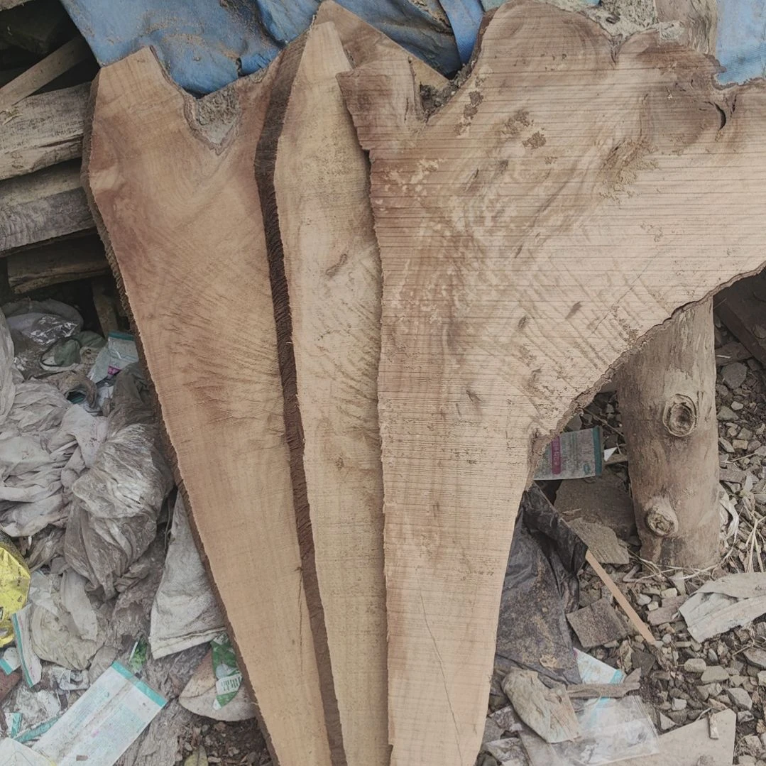 怪***鱼小叶桢楠金丝楠木