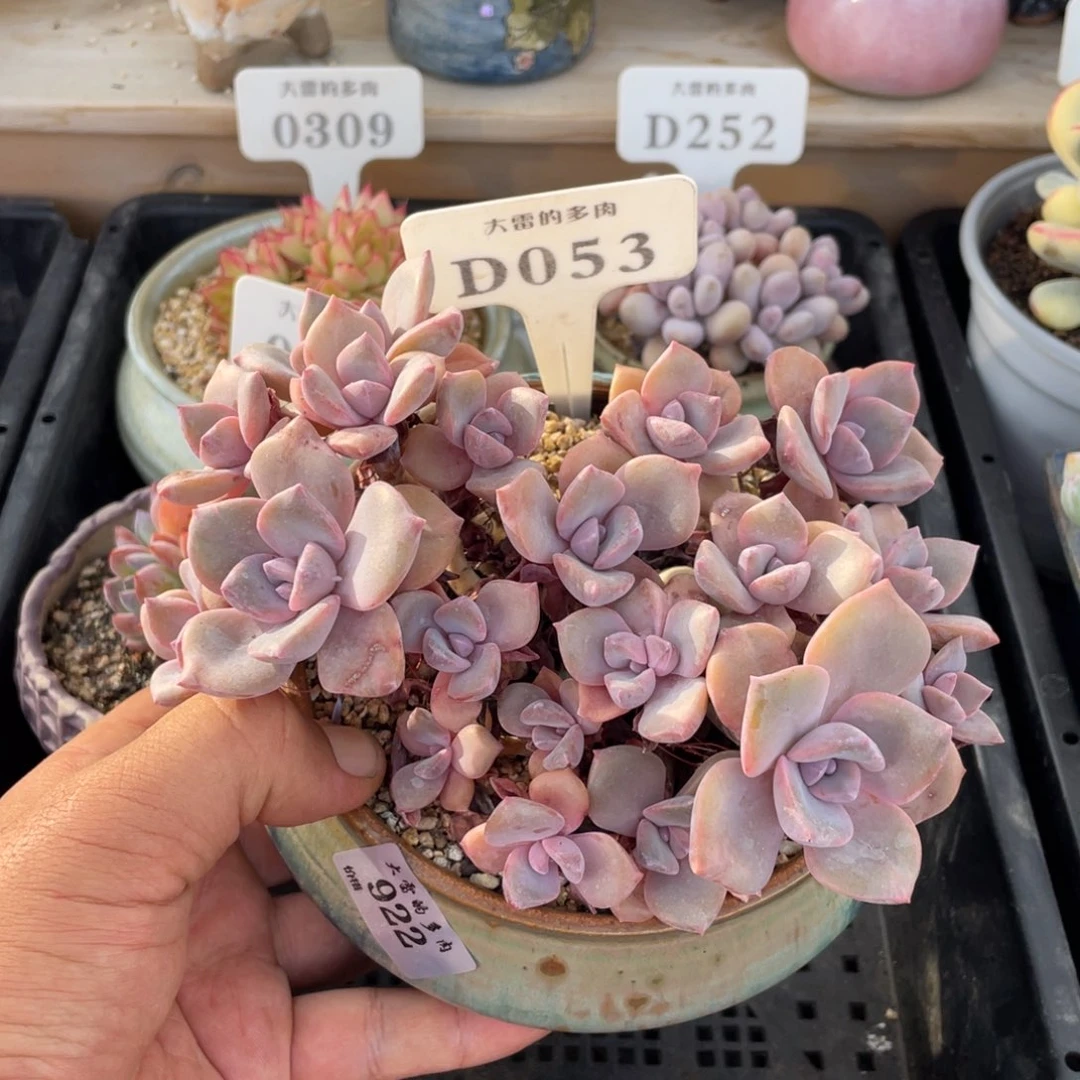 053彩虹糖不带盆16厘米