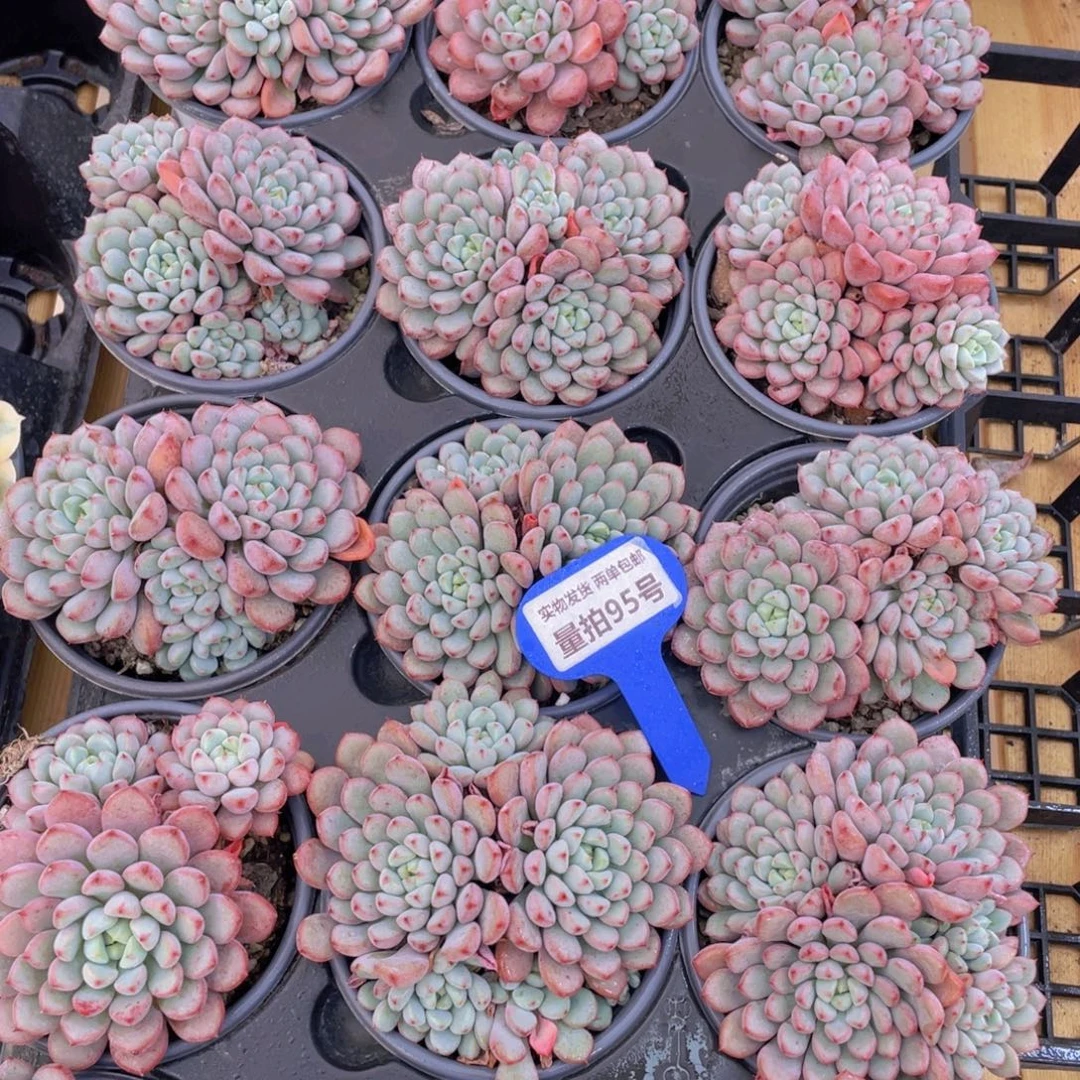 量拍95号 雪桃大群生一个