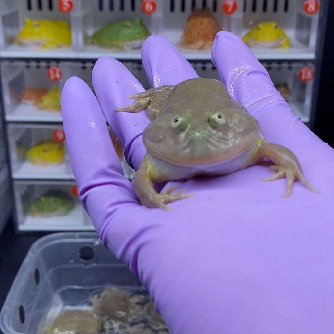 角蛙小丑一只30元