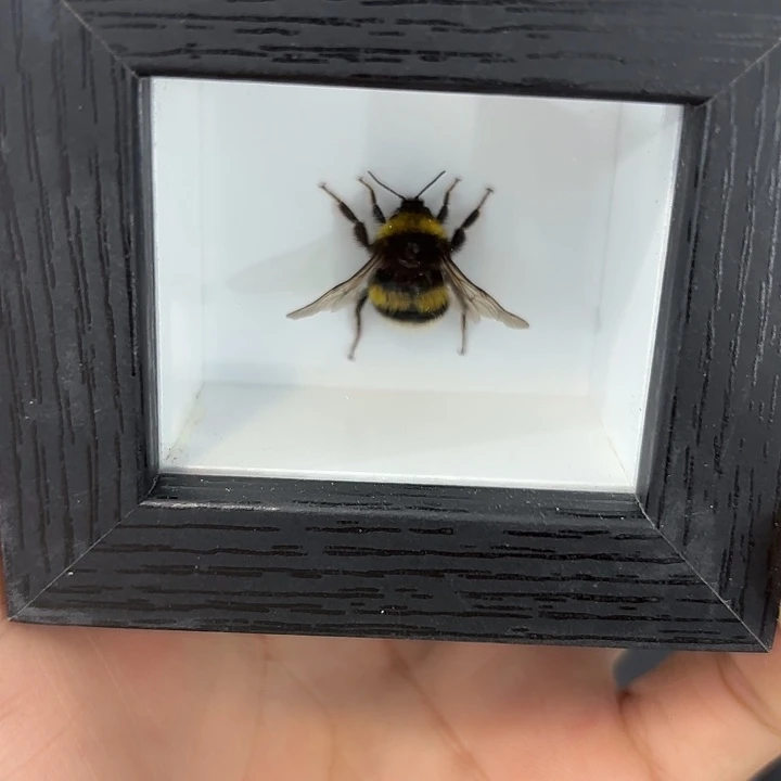 小小黑框小雄蜜蜂