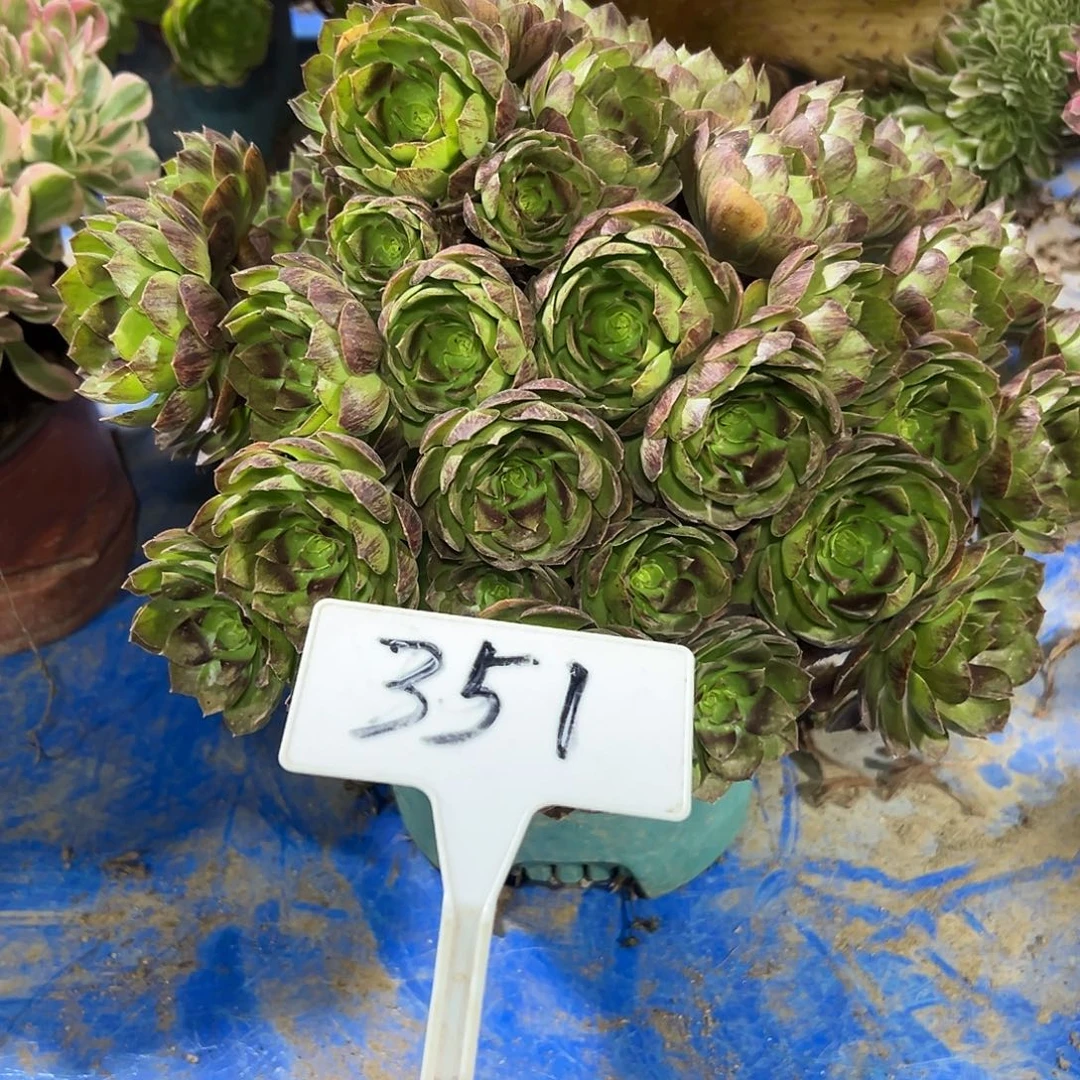 多肉植物万圣节法师351