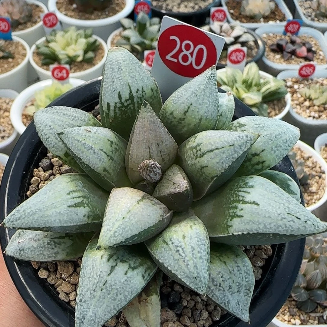 280号隆巴德实生一物一拍带盆土