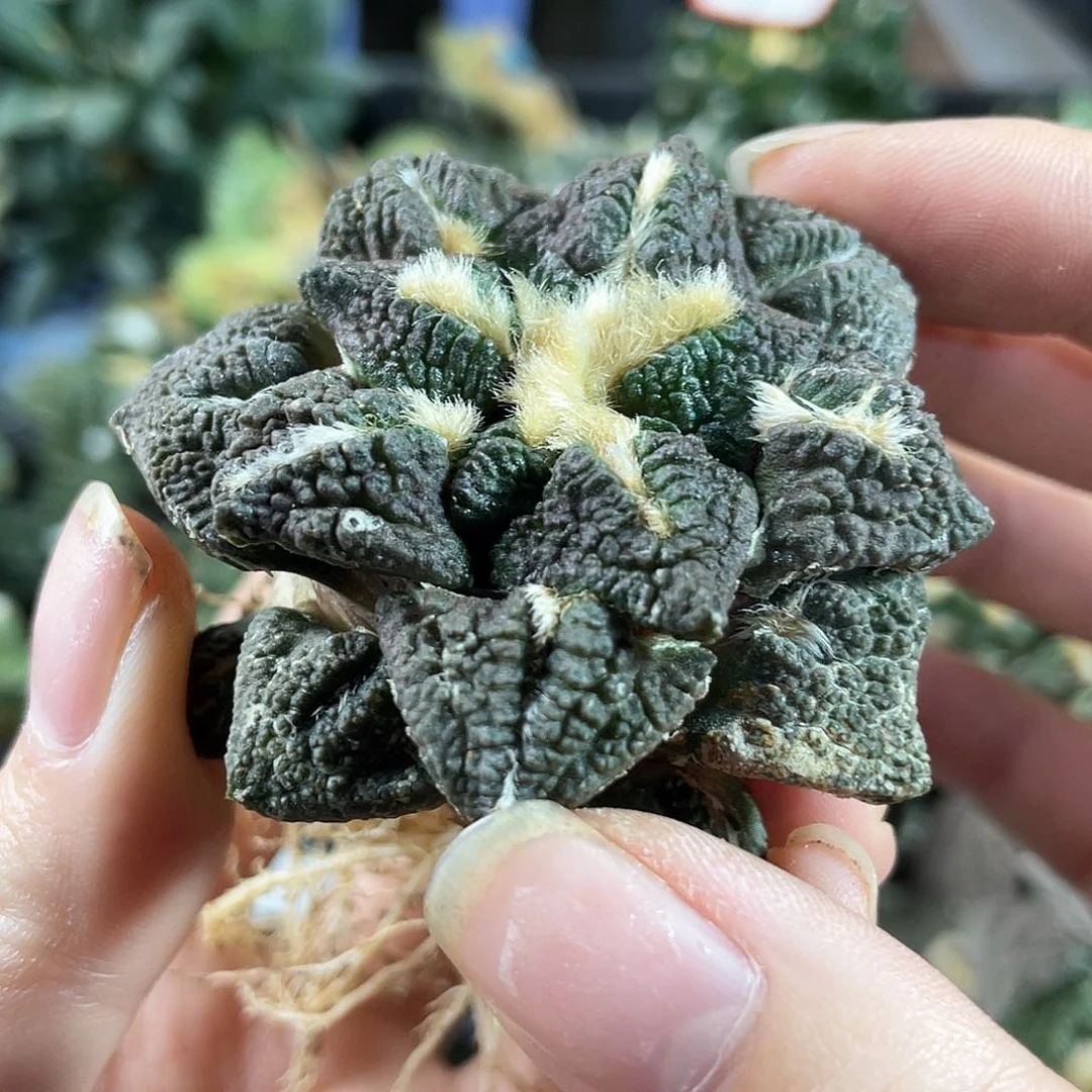 8号自根龟甲牡丹5.5