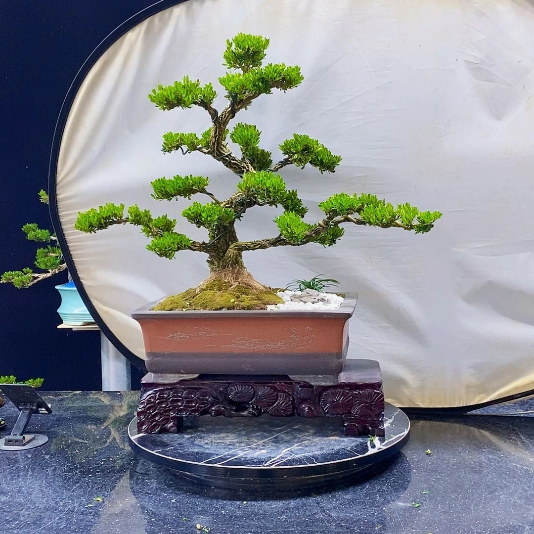 无花朵要****务黄杨盆景制作