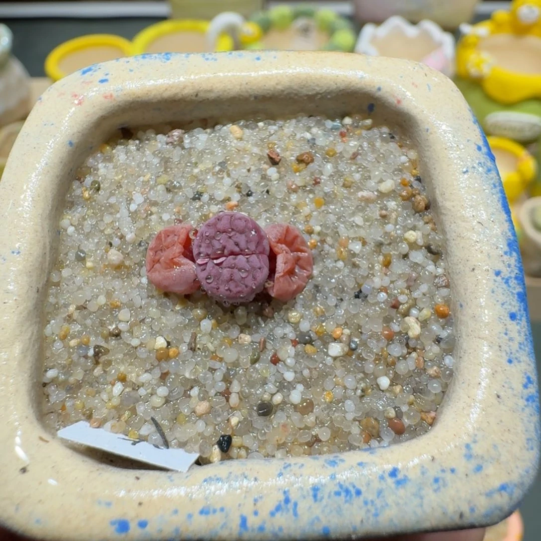 红陶蘑菇396阿克塞尔玫瑰