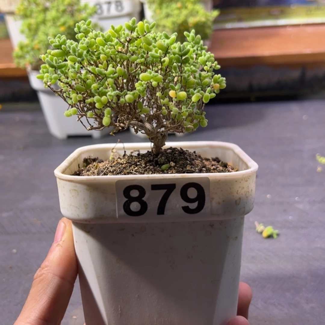 枝干番杏多肉植物879安