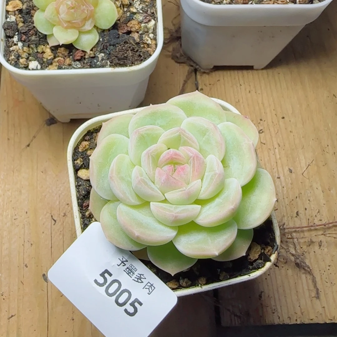 下播福利，5005多肉植物