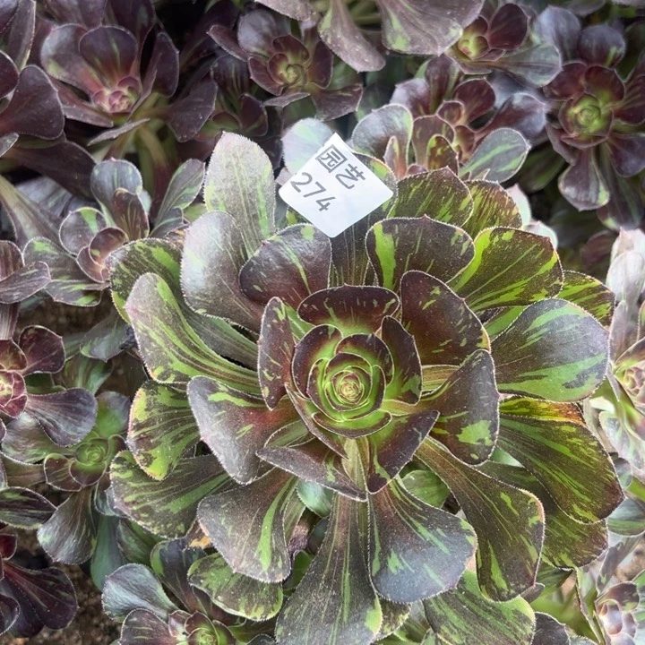 花无缺手捧多肉植物274