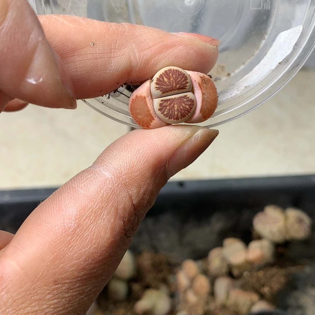 碎**?M91多肉植物保护研究所