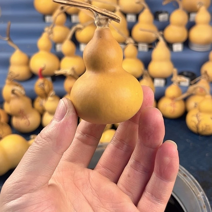 葫芦一物一拍所见即所得，