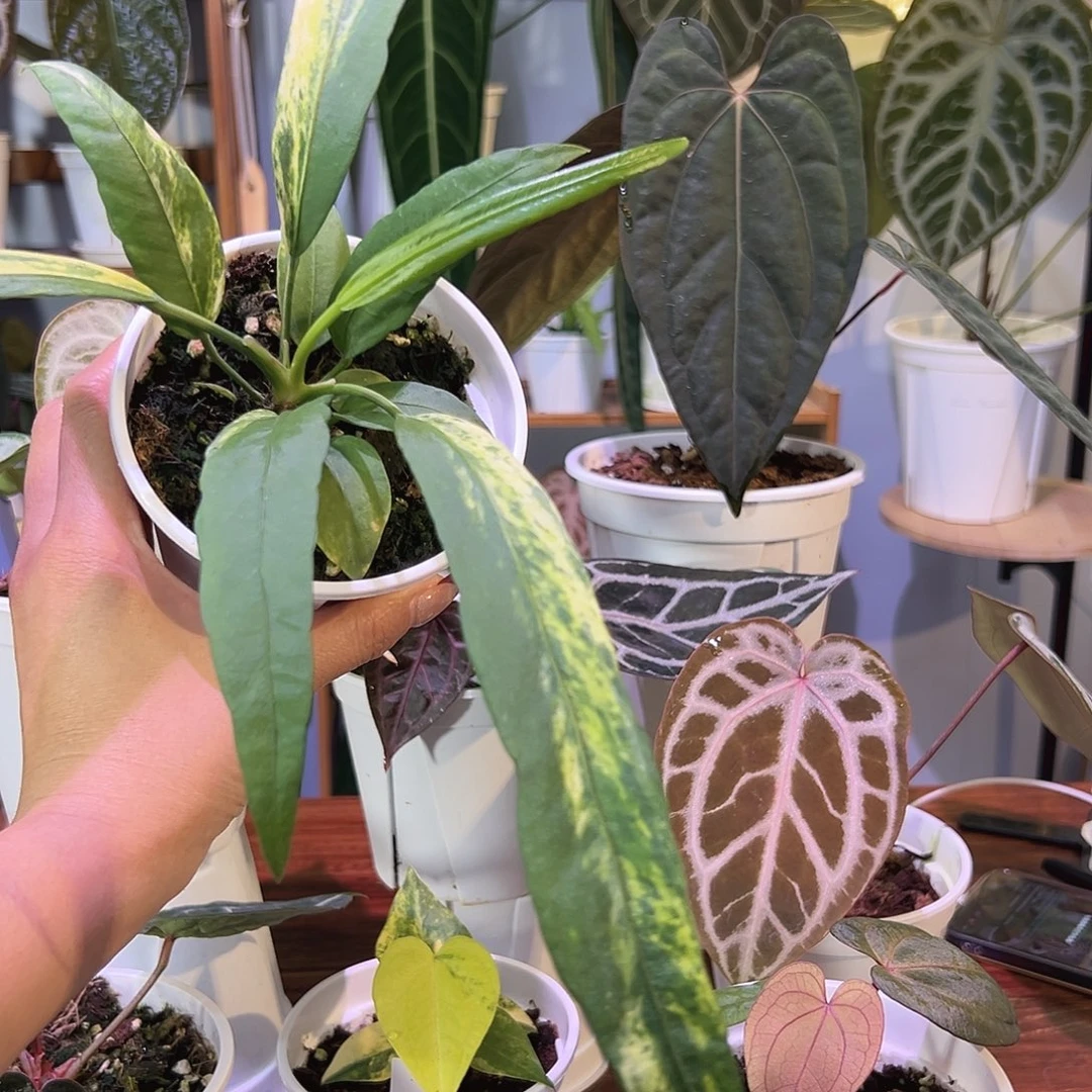 无花朵维塔领带锦105