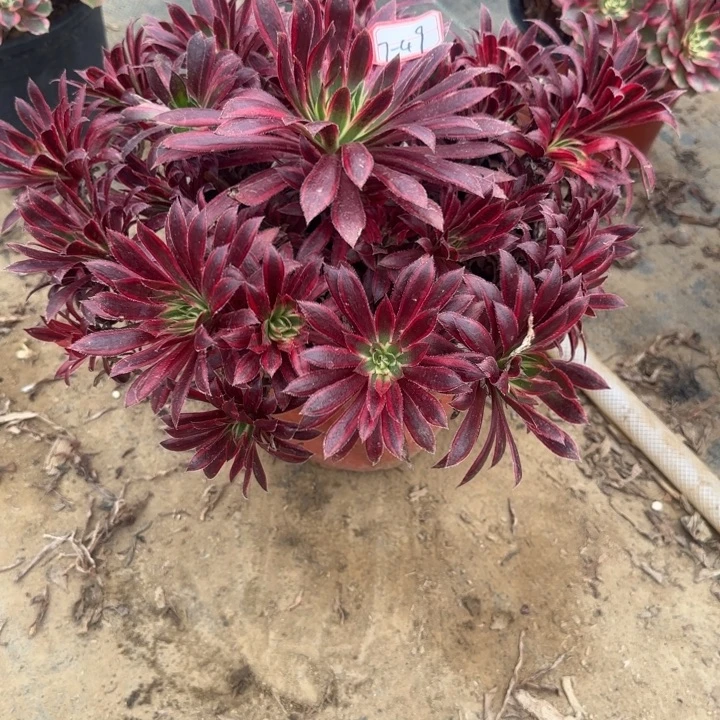 7-49孔雀锦有断肢处理不包售后