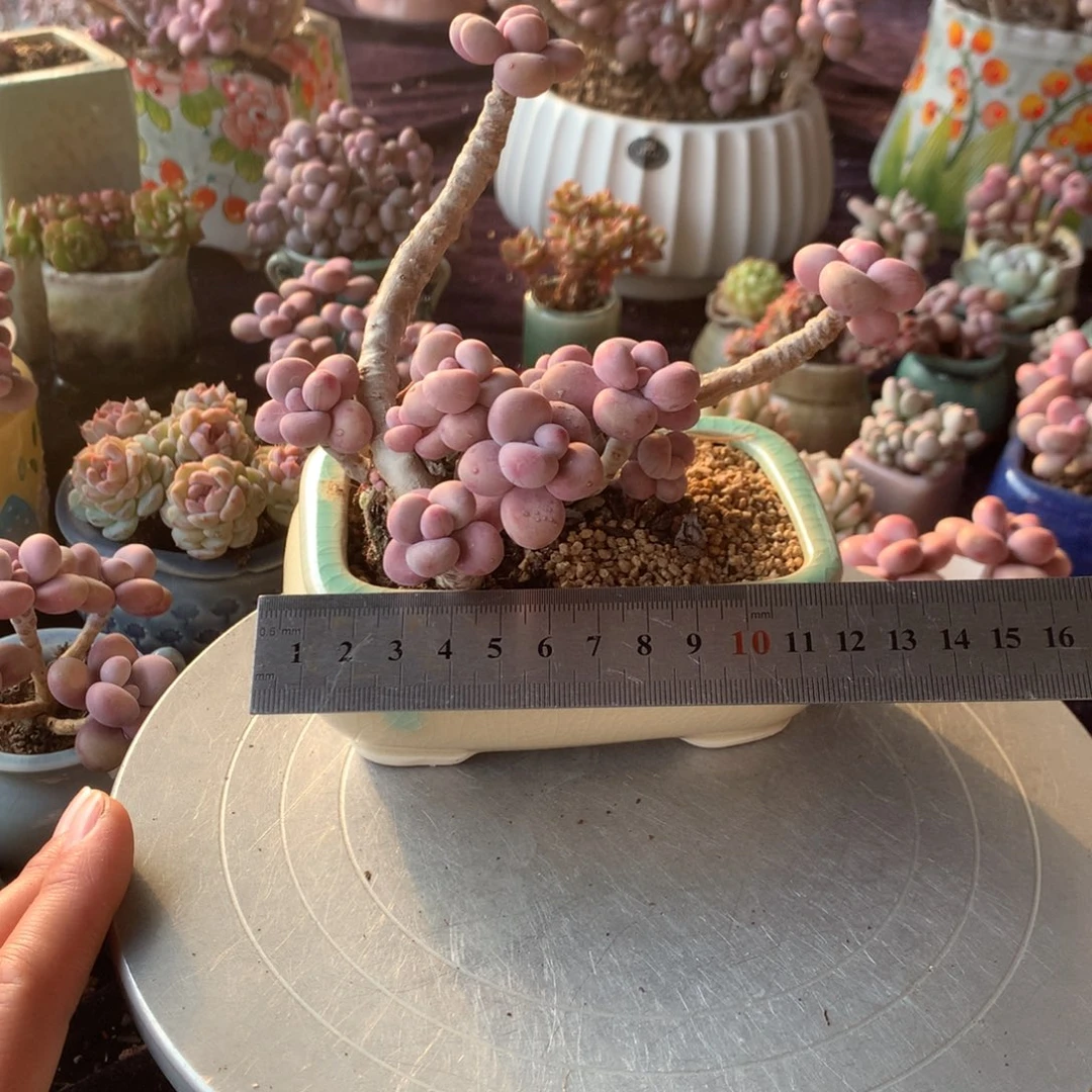 96号带盆偏远地区不包邮的