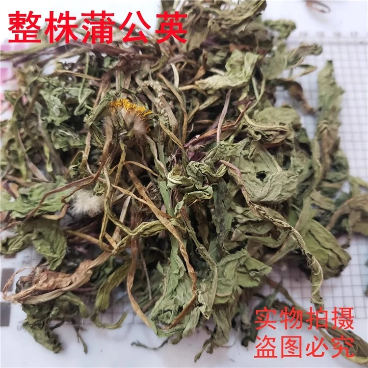 蒲公英100克野生正品婆婆丁新鲜蒲公英干货另有杜仲煮水农村包邮