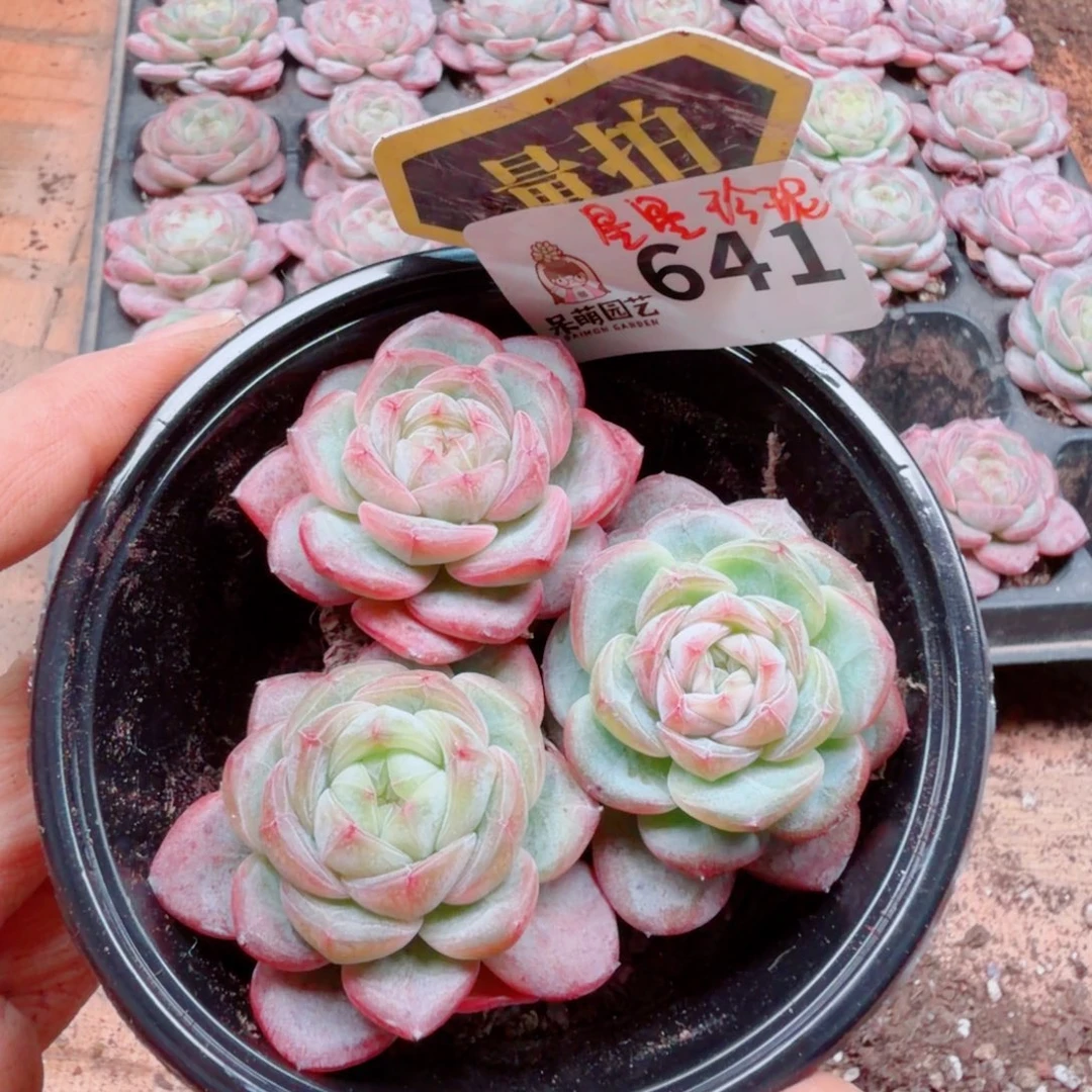 多肉植物多肉植物