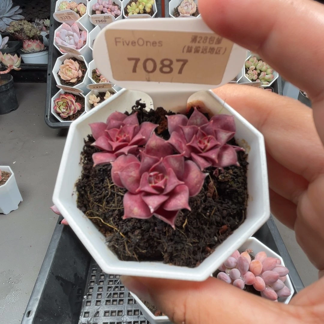 7087罗西玛4.0厘米
