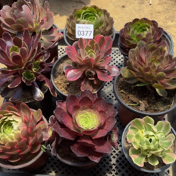 9颗多肉处理不包断头0377