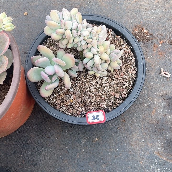 25三日月美人一物一拍多肉