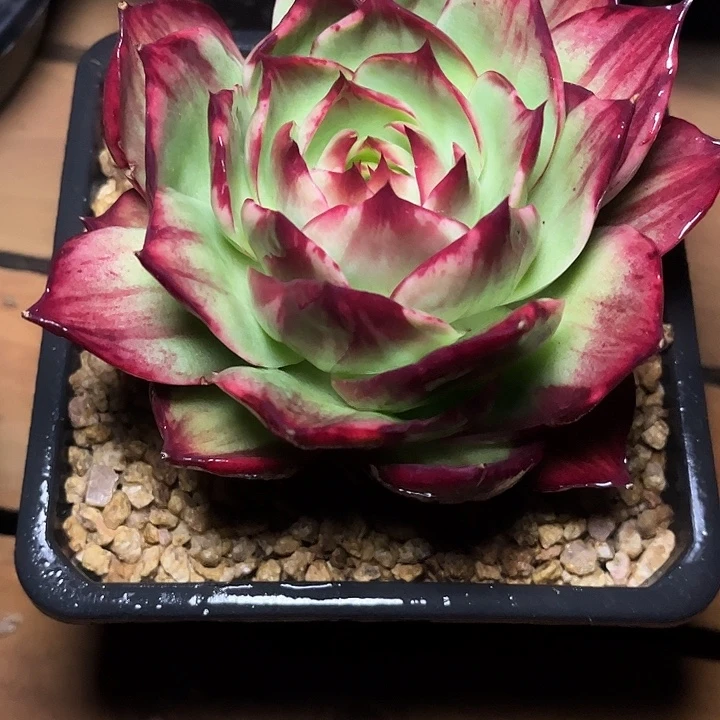 惊鸿仙子多肉植物130