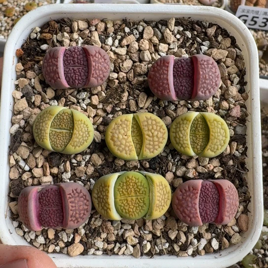 G585紫巴里回交和黄绿巴里杂二代多肉