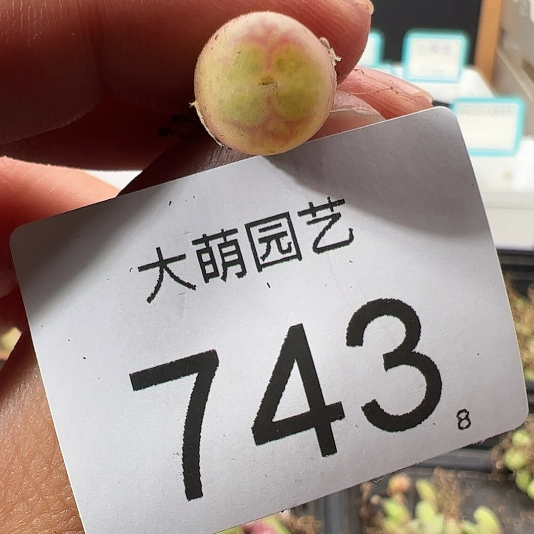 0000743 一物一拍……