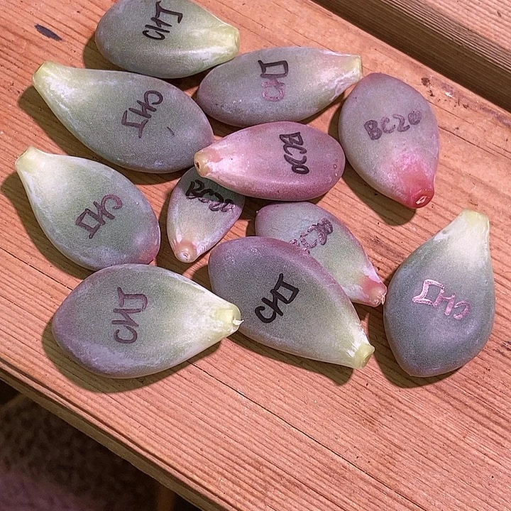 *****彩虹奶酪锦基因多肉