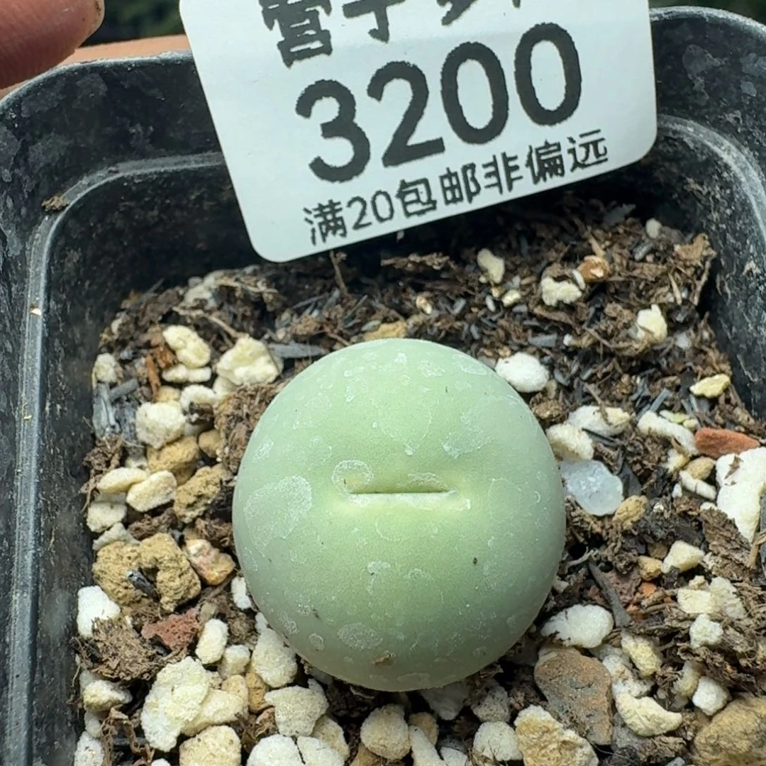 鸽子蛋带盆土2.0。