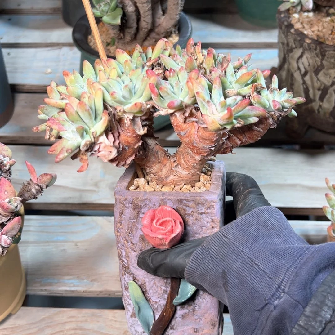 5288哈哈哈哈哈哈哈哈