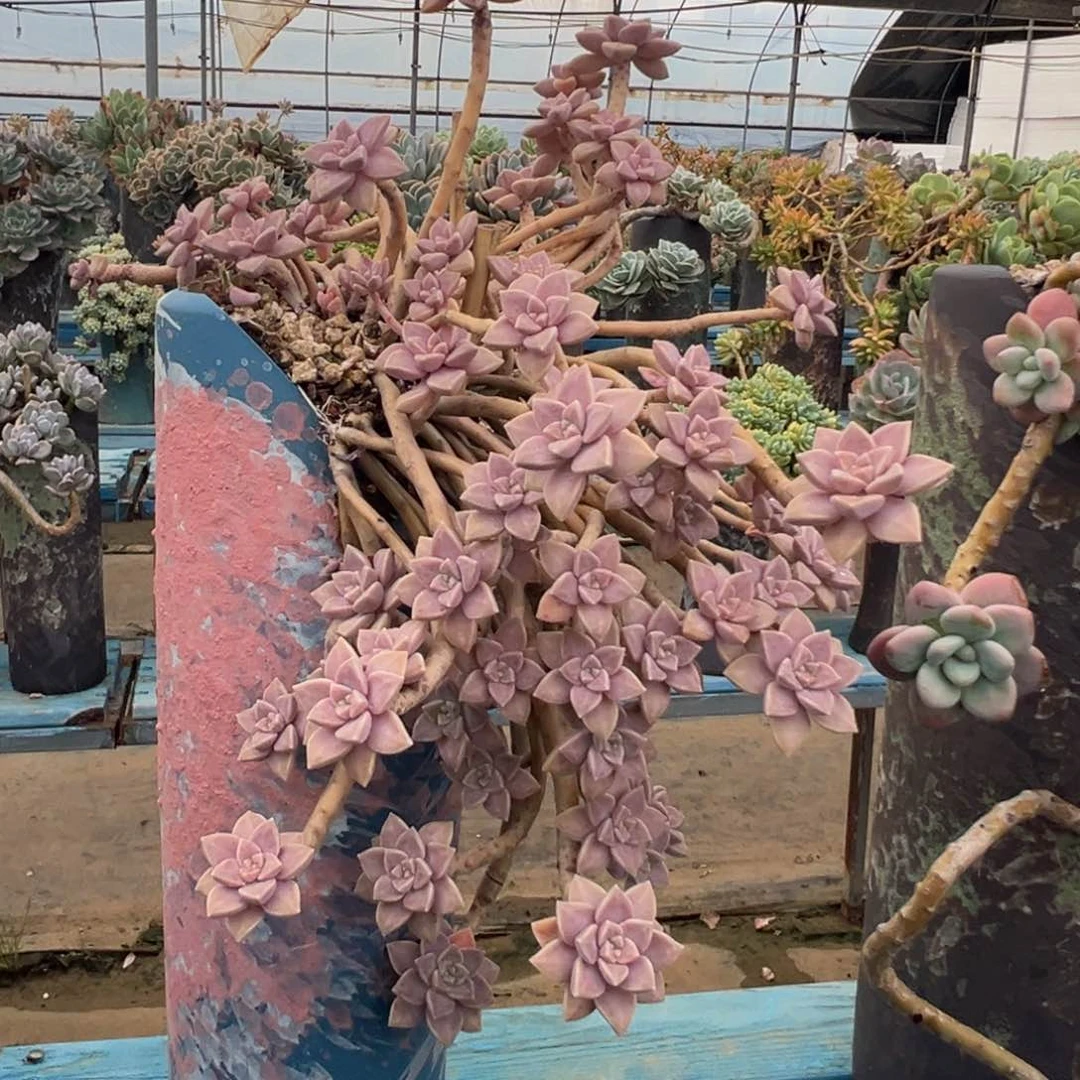 老桩阿伦培裸肉发货