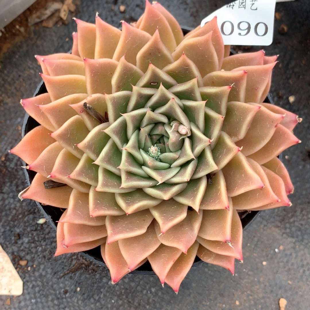 用****42090杂交多肉植物