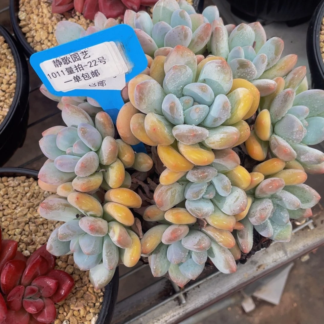 1011-22-香水超大手捧花一颗