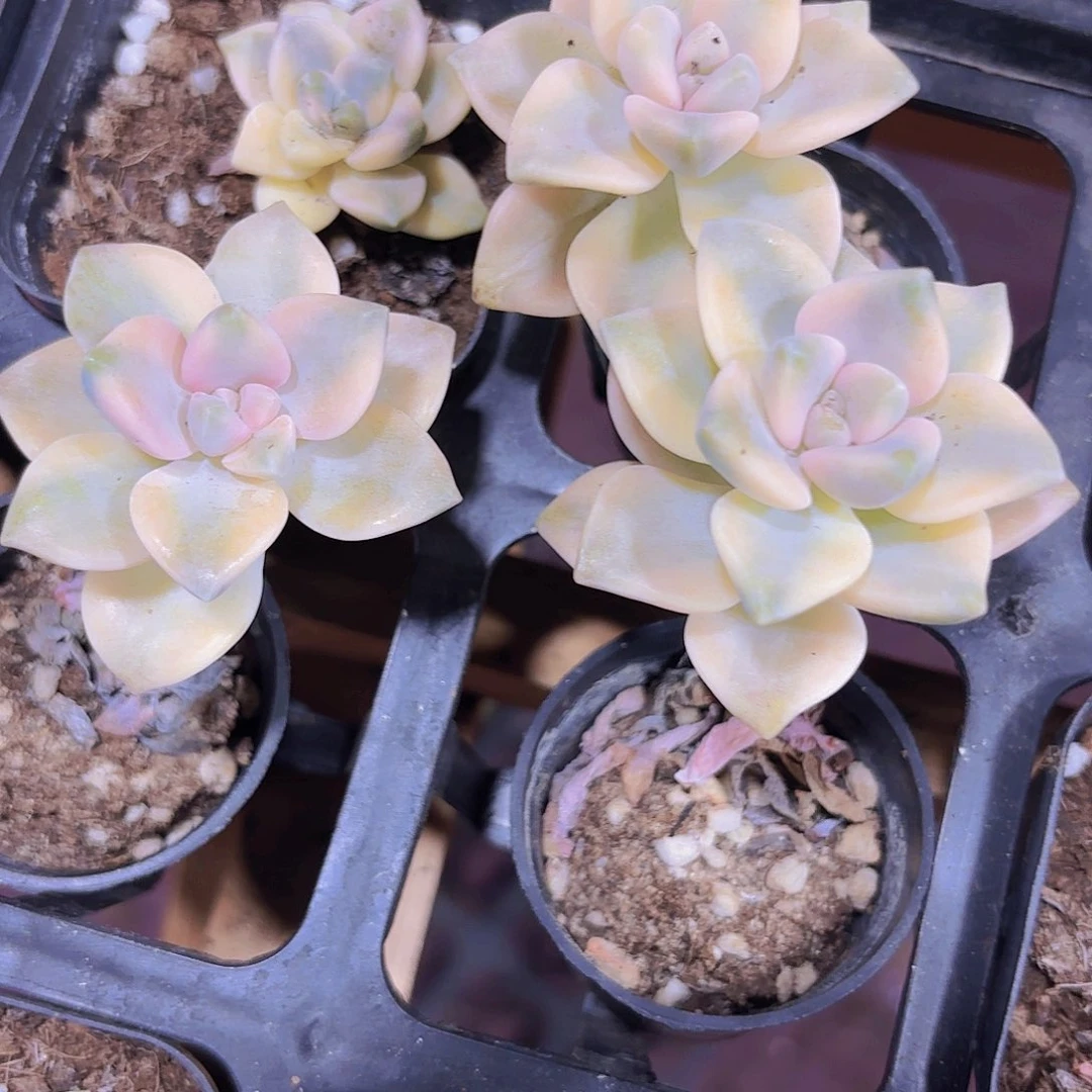 精品美杏锦多肉植物