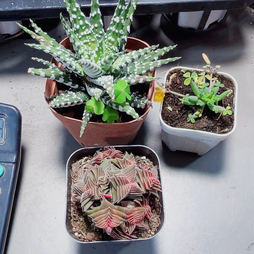 ****二三颗漂亮肉肉56666