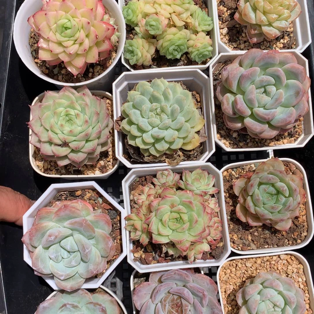 0611-377 珍妮麦杆糖心女王 套餐