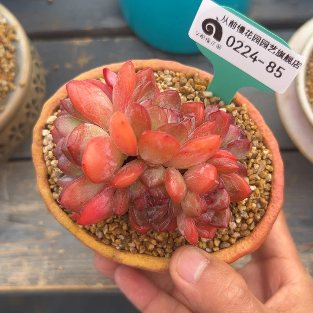 多肉一物一拍0222.85