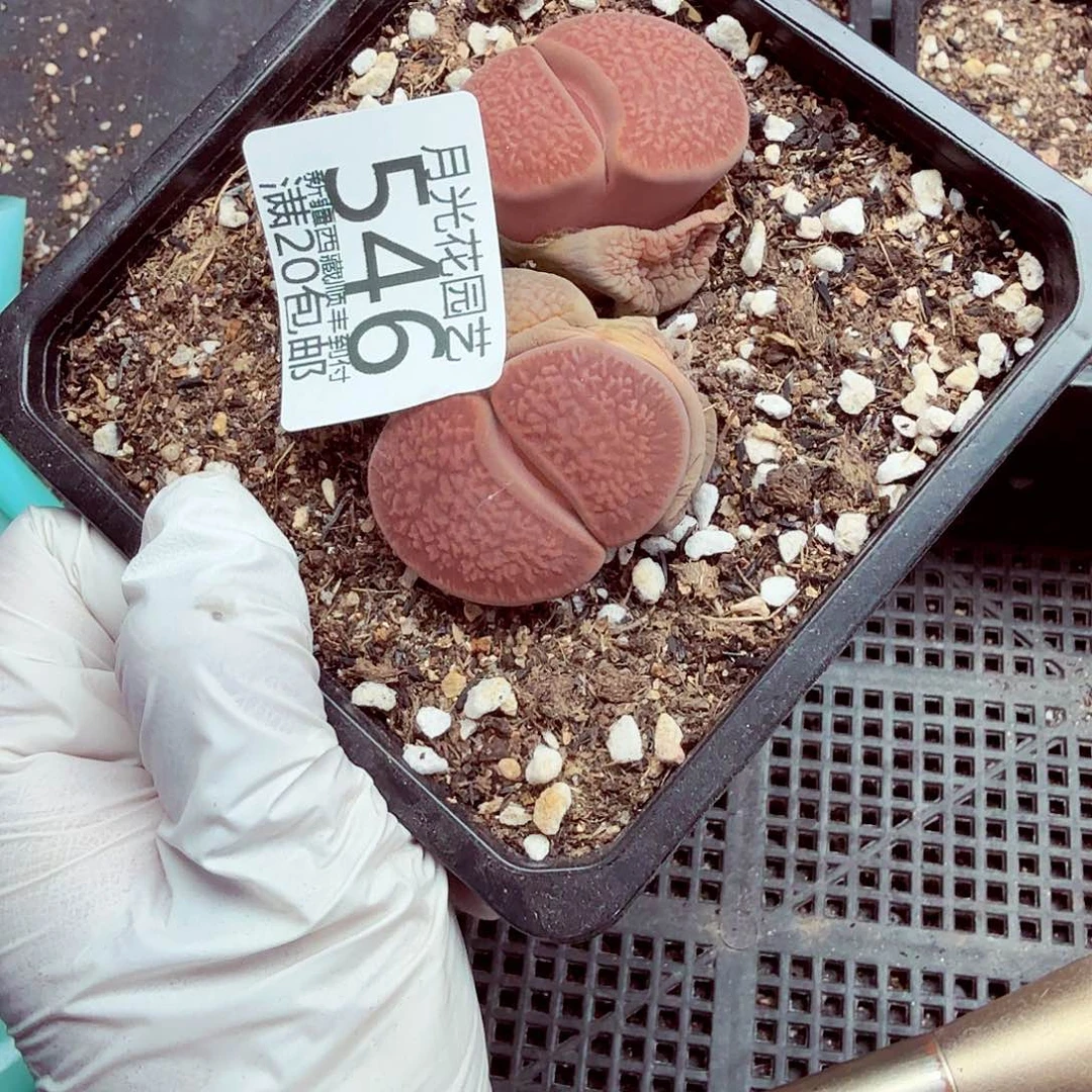 你也快回来吃饭哈546