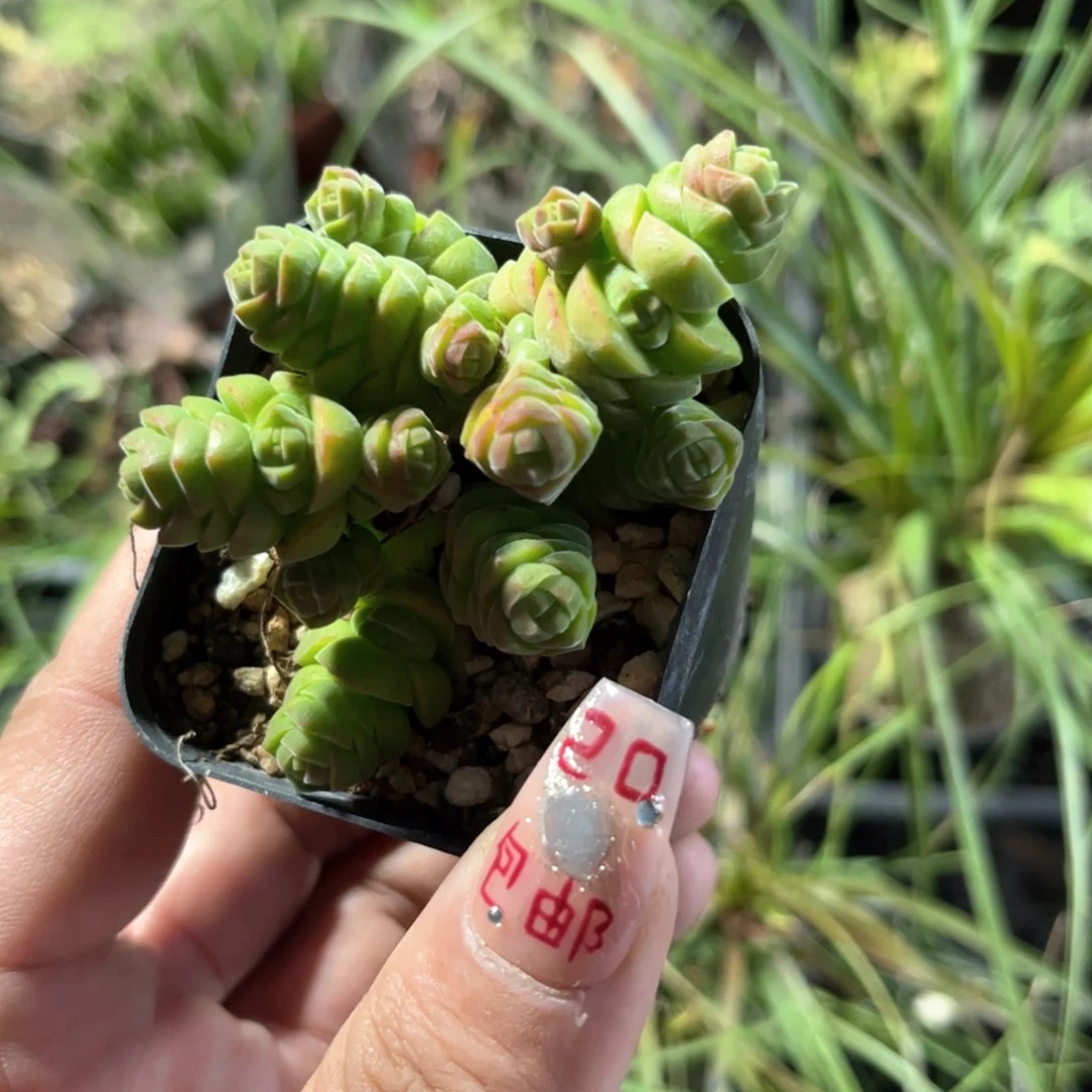 绒塔群生有根发货有根发货