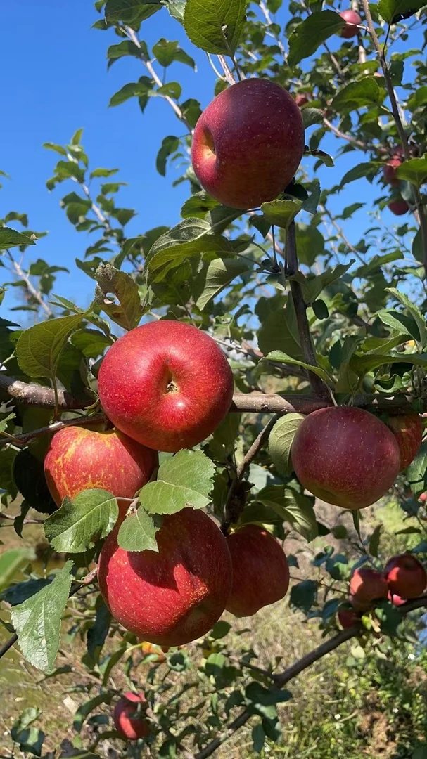 【九顺精选】四川大凉山盐源冰糖心红富士苹果新鲜现摘脆甜多汁水果