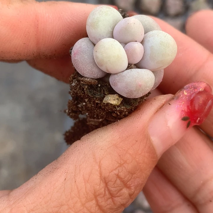 蛋黄 拍3发4。拍5发7颗。 （满9.99包邮不满9.99发叶子）