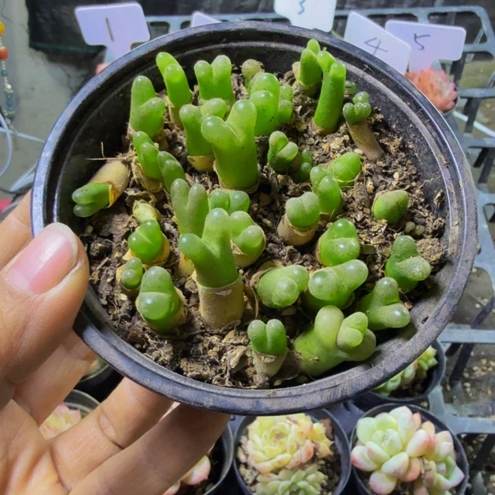 毛汗尼，qqqwwwwwwwwww